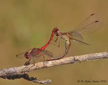 Sympetrum vicinum, mating pair